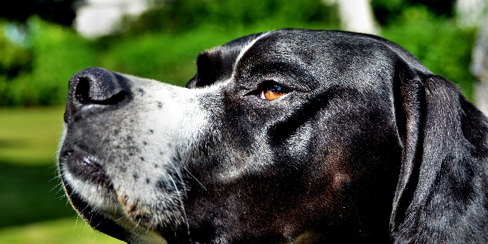 Hundehaftpflicht Versicherung - Wer Haustiere hlt, haftet fr die vom Tier angerichteten Schden, auch wenn ihm / ihr dabei kein Verschulden vorgeworfen werden kann !