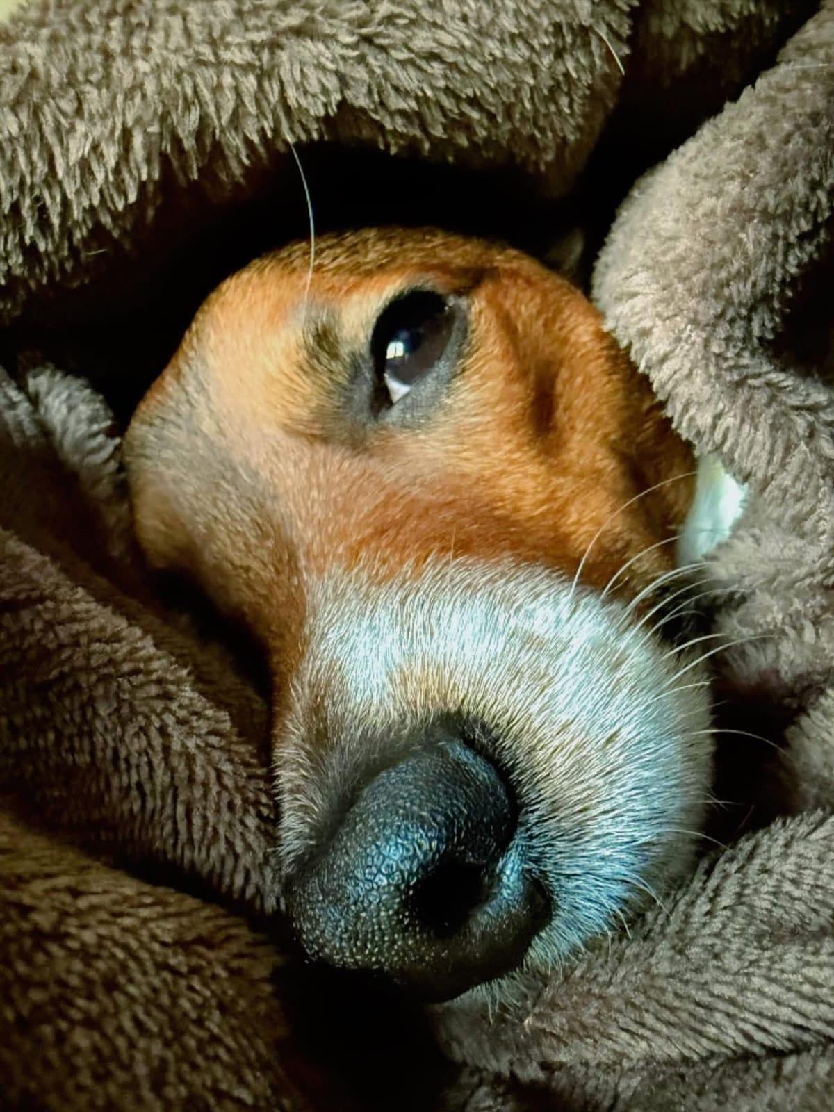 Hundeversicherung